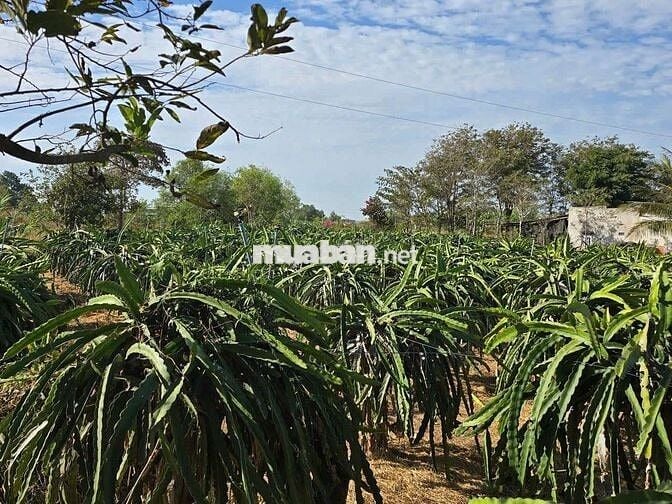 Bán vườn thanh long quy hoạch đẫt ở rẻ nhất bình thuận