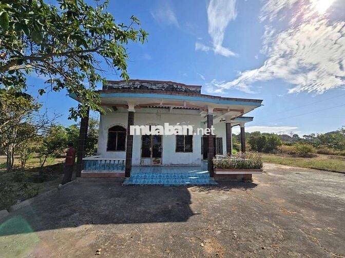 Bán vườn thanh long quy hoạch đẫt ở rẻ nhất bình thuận