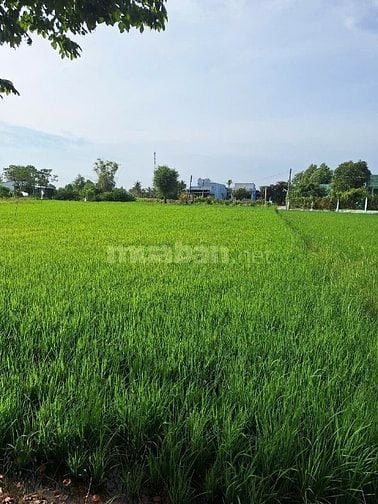 Bán đất MT đường liên xã Tân Lân-Mỹ Lệ,Xã Mỹ Lệ, Cần Đước,Tỉnh Long An
