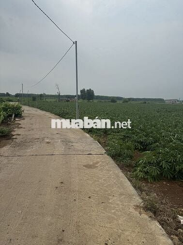 Bán đất 2 tỉ/sào CHÍNH CHỦ - Xã Láng dài - Bà Rịa Vũng Tàu