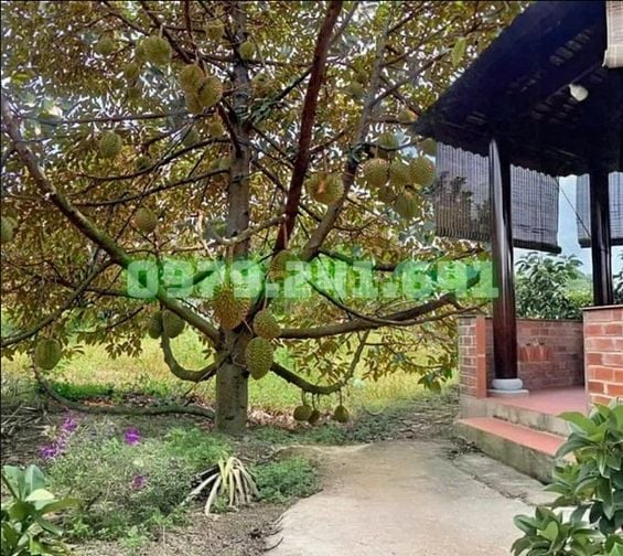 RẼ NHẤT ĐỒNG NAI VƯỜN VIEW SUỐI 1889m2 GIÁ 470 TRIỆU