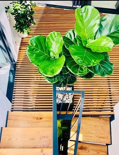Bán gấp nhà Hoàng văn thụ vòng xoay 