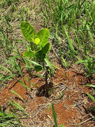 Bán đất Xã Thuận Hạnh, Tỉnh Lâm Đồng ( Tỉnh Đăk Nông cũ)