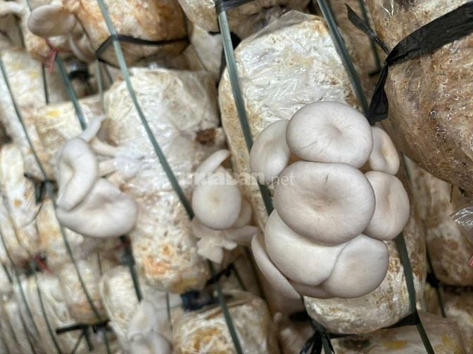 Bán đất Xã Thuận Hạnh, Tỉnh Lâm Đồng ( Tỉnh Đăk Nông cũ)