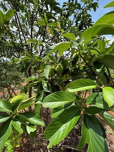 Bán đất Xã Thuận Hạnh, Tỉnh Lâm Đồng ( Tỉnh Đăk Nông cũ)