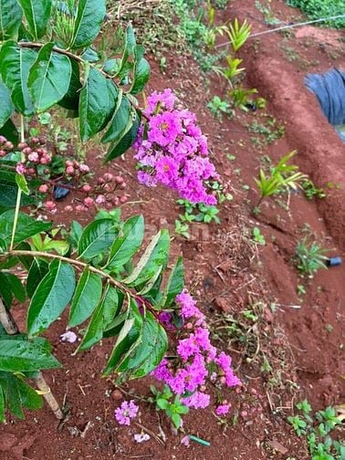 Bán đất Xã Thuận Hạnh, Tỉnh Lâm Đồng ( Tỉnh Đăk Nông cũ)