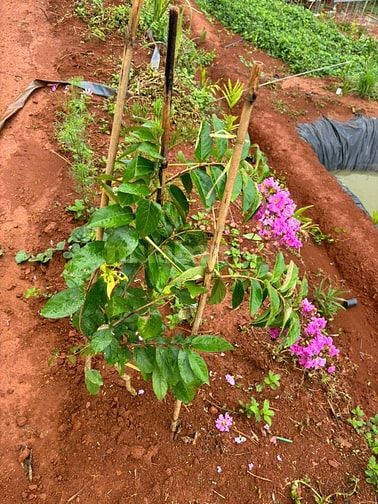 Bán đất Xã Thuận Hạnh, Tỉnh Lâm Đồng ( Tỉnh Đăk Nông cũ)