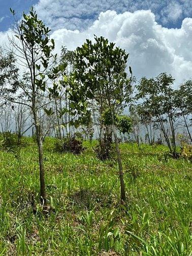 Bán đất Xã Thuận Hạnh, Tỉnh Lâm Đồng ( Tỉnh Đăk Nông cũ)