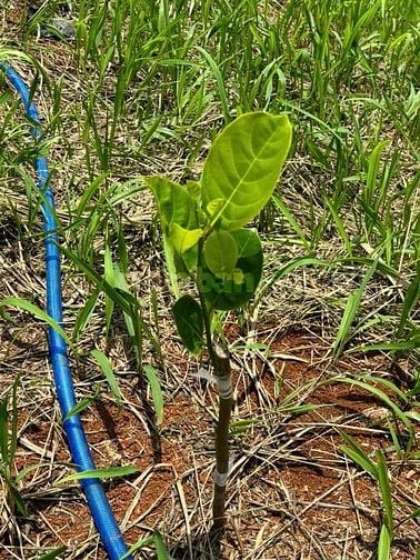 Bán đất Xã Thuận Hạnh, Tỉnh Lâm Đồng ( Tỉnh Đăk Nông cũ)