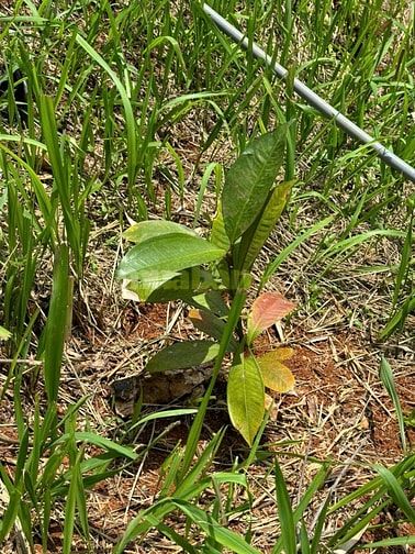 Bán đất Xã Thuận Hạnh, Tỉnh Lâm Đồng ( Tỉnh Đăk Nông cũ)
