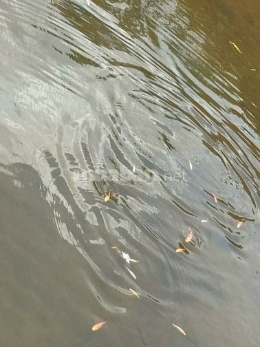 Bán đất Xã Thuận Hạnh, Tỉnh Lâm Đồng ( Tỉnh Đăk Nông cũ)