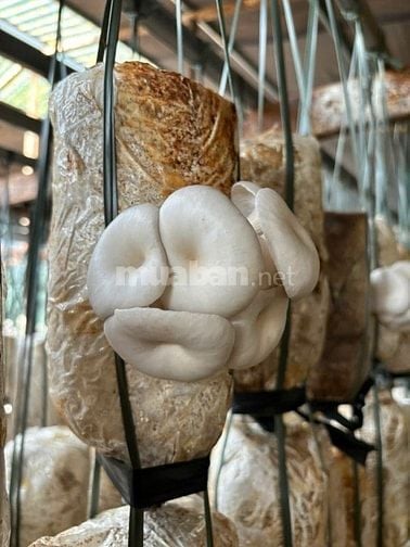 Bán đất Xã Thuận Hạnh, Tỉnh Lâm Đồng ( Tỉnh Đăk Nông cũ)