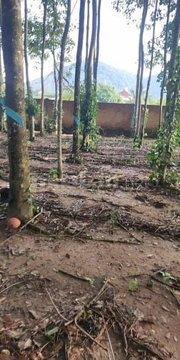 CẦN GẤP TIỀN BÁN NHANH LÔ ĐẤT THỔ CƯ CHÍNH CHỦ GIÁ RẺ CHỈ 2TỶ6.