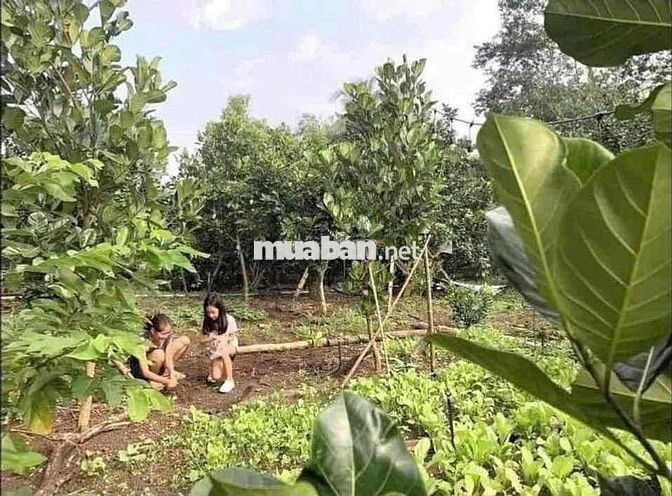 ĐẤT VƯỜN 1000m2 SẴN SỔ mặt tiền đường 16m