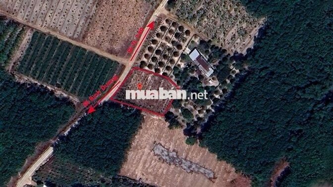 BÁN ĐẤT NGANG 30m — ĐƯỜNG SỐ 30, X. MINH LONG, CHƠN THÀNH (BÌNH PHƯỚC)