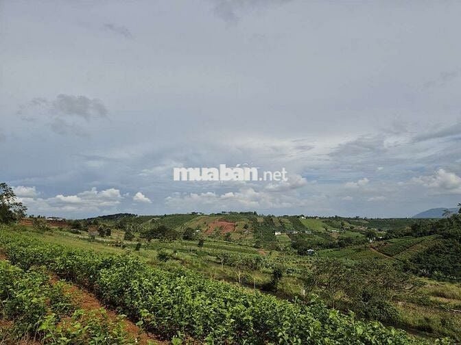 Cần tiền bán trong 10 ngày & khách mua ở hay đầu tư đều ok