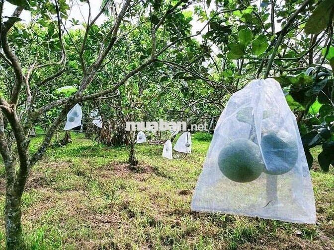 Trước dịch ham hố gom tiền mua lô đất để dành giờ kẹt tiền ngân hàng b