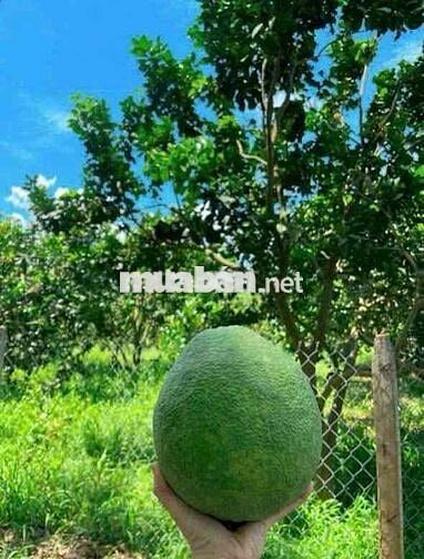 Trước dịch ham hố gom tiền mua lô đất để dành giờ kẹt tiền ngân hàng b