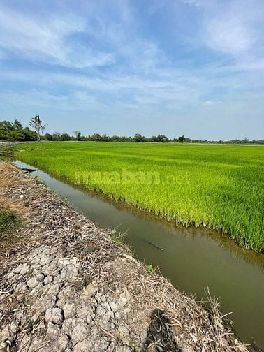Bán đất 6000 m2 tại xã Hòa Khánh Nam, Long An cách TPHCM 40km