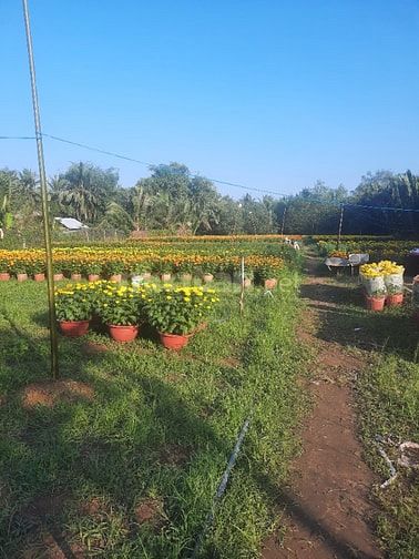 Đất sang phẳng cho thuê giá rẻ