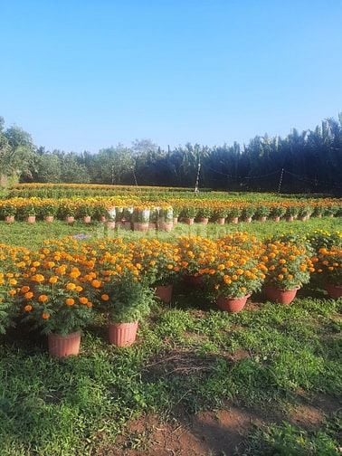 Đất sang phẳng cho thuê giá rẻ