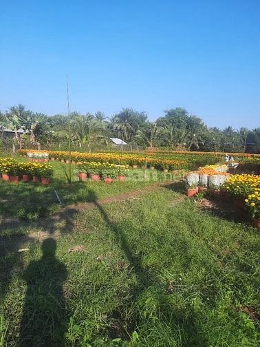 Đất sang phẳng cho thuê giá rẻ
