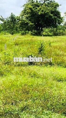 Bán đất ngộp đường DT787 Tây Ninh