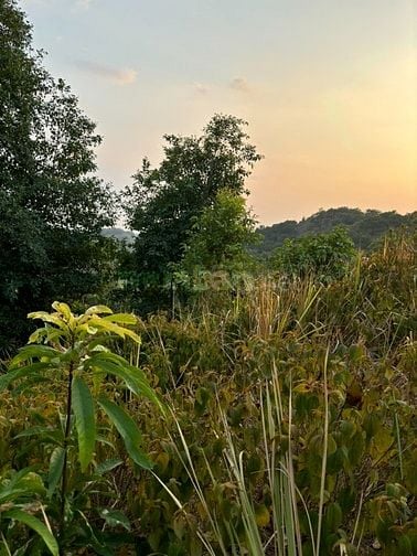 Bán đất Xã Tiên Hoàng, Huyện Cát Tiên, Tỉnh Lâm Đồng