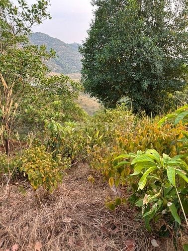Bán đất Xã Tiên Hoàng, Huyện Cát Tiên, Tỉnh Lâm Đồng