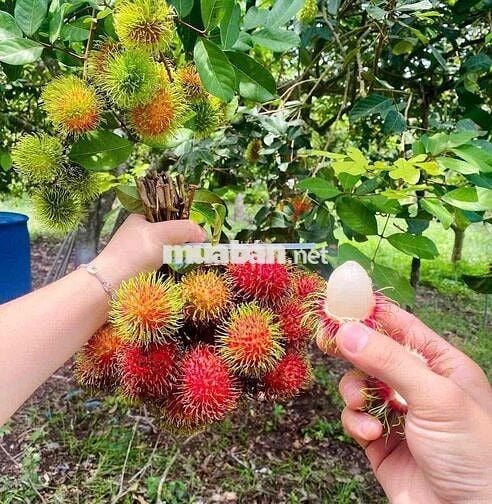 Cần bán miếng vườn chôm chôm sẵn thổ cư