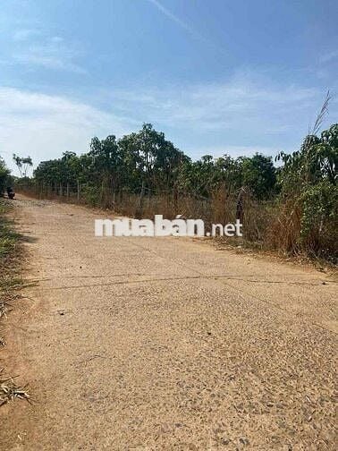 -Bán 2,1 héc ta cách chân Đèo Đại Ninh 7 km…Cuối năm 2025 thông xe… -V