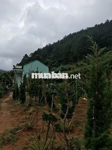 Chính chủ cần bán 1000m2 nn Tà Nung Đà Lạt - 1.3 tỷ