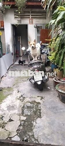 Nhà Bán Quận 11 Đường 100 Bình Thới 20m2 1 trệt 1 lầu hẻm xe tải