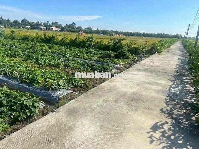 ⭐️ QUÁ RẺ ⭐️ Đất thổ 186m2 Bình Tịnh. Xe hơi ngay đất, cách DT833 300m