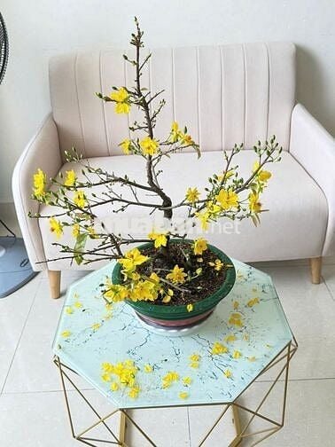 Cho thuê 2pn & 3pn đa dạng diện tích giá tốt