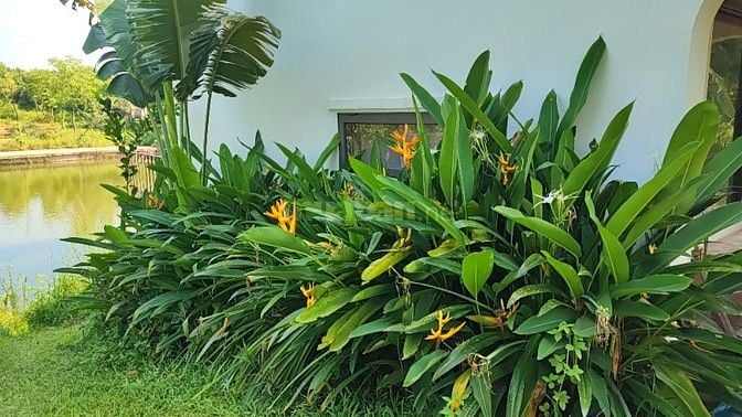 Đất HN view hồ giá chỉ vài triệu 1 mét vuông, 40 phút lái xe