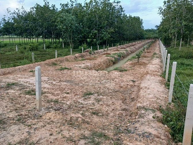 Cần bán gấp Đất ấp tầm lanh, vuông vức giá 1ty. 