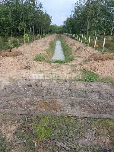 Cần bán gấp Đất ấp tầm lanh, vuông vức giá 1ty. 