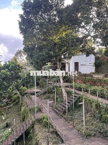 Cho thuê nhà cấp 4  nguyên căn view ruộng, đẹp, mát