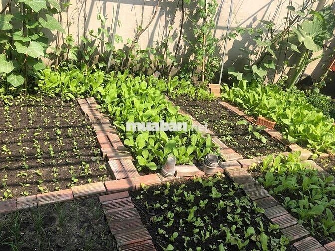 cho thuê nhà mặt tiền vừa ở vừa kinh doanh