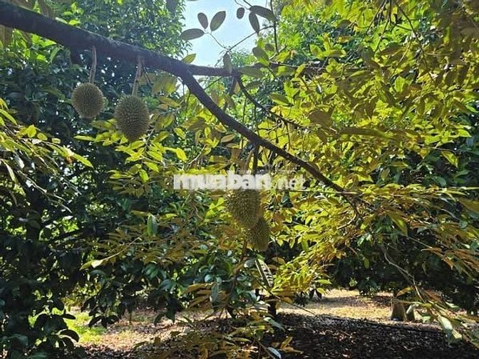 Đất vườn rộng sẵn vườn cây siêu đẹp nằm gần Sân Bay Quốc Tế Long Thành