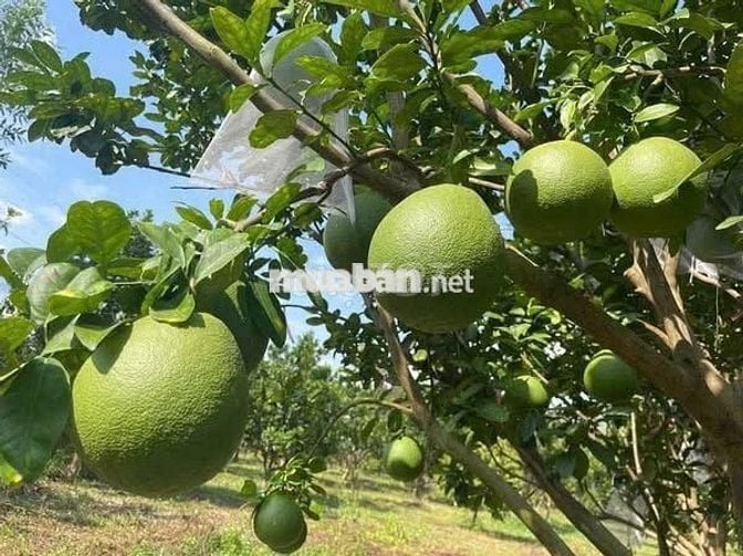 Đất vườn rộng sẵn vườn cây siêu đẹp nằm gần Sân Bay Quốc Tế Long Thành
