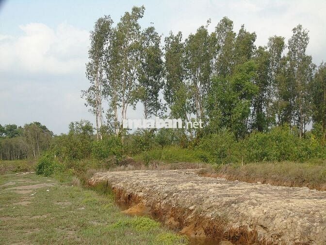 Bán trang trại MT Kênh Đông- T.T.Hội- C.Chi.