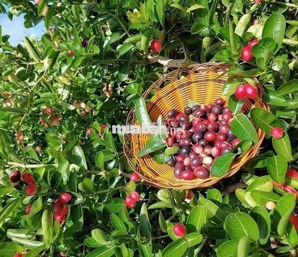 Đất vườn rộng sẵn vườn cây siêu đẹp nằm gần Sân Bay Quốc Tế Long Thành