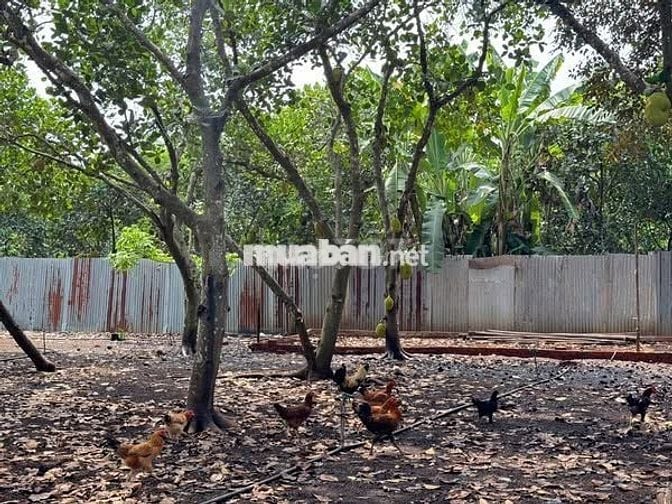 Đất vườn rộng sẵn vườn cây siêu đẹp nằm gần Sân Bay Quốc Tế Long Thành