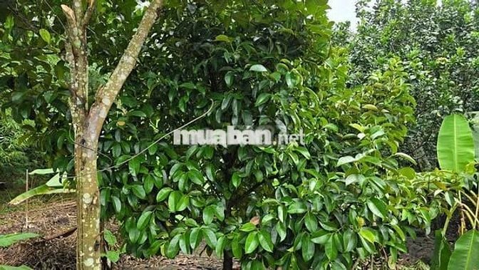 Đất vườn rộng sẵn vườn cây siêu đẹp nằm gần Sân Bay Quốc Tế Long Thành