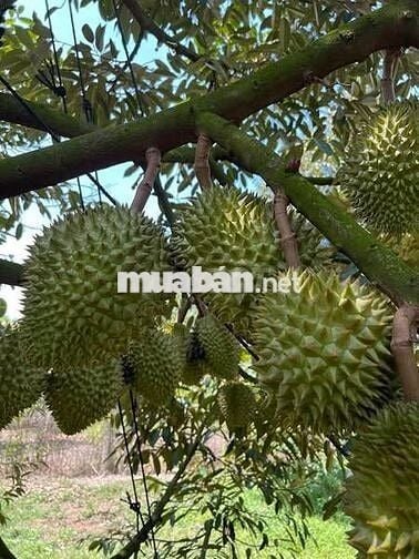 Đất vườn rộng sẵn vườn cây siêu đẹp nằm gần Sân Bay Quốc Tế Long Thành
