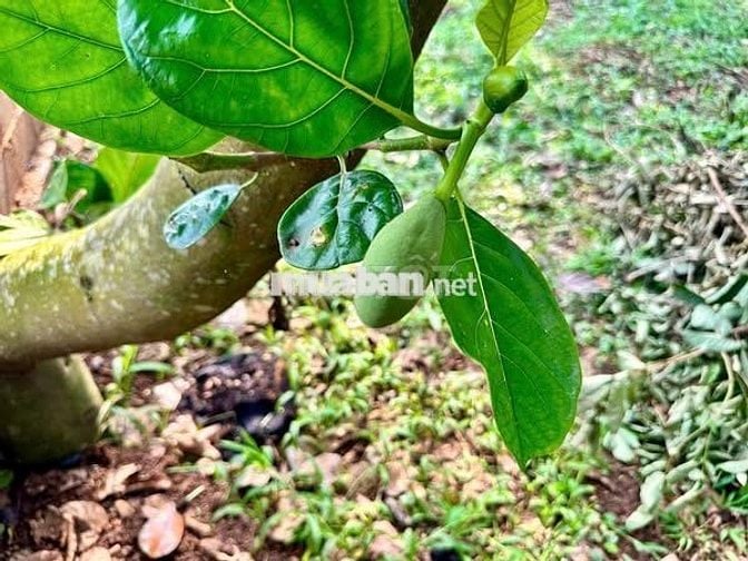 Đất vườn rộng sẵn vườn cây siêu đẹp nằm gần Sân Bay Quốc Tế Long Thành
