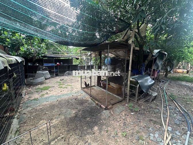 Đất Chính chủ có sổ full thổ, 2 mặt tiền, hẻm xe hơi
