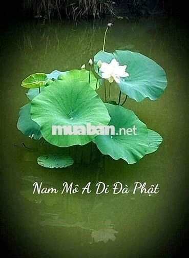 cho thuê nhà Huỳnh Tấn Phát 4.5x17.5 giá 20 tr/ tháng